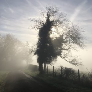 Arbre à contrejour dans la brume